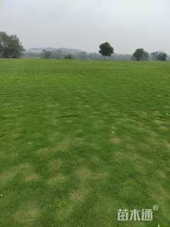 草块状马尼拉草