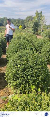 冠幅100厘米龟甲冬青球