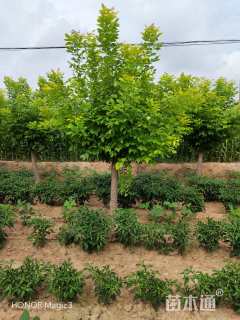 10公分金叶白蜡