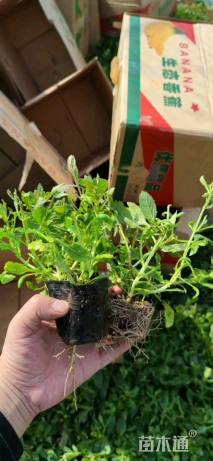 高度15厘米马鞭草