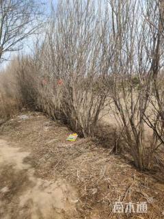 高度300厘米丛生石榴