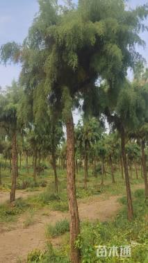 高度450厘米观音柳