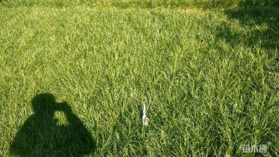 高度25厘米春羽