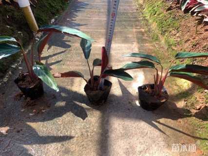 高度30厘米紫背竹芋
