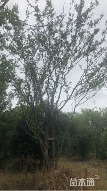 600公分丛生朴树