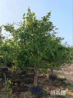 高度200厘米果石榴