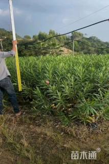 高度80厘米粉花夹竹桃