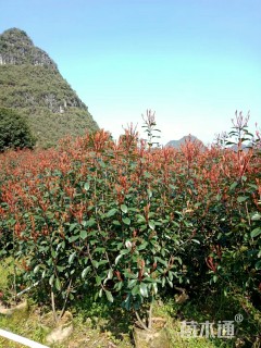 冠幅70厘米红叶石楠球