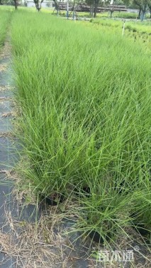 高度80厘米白羽芒