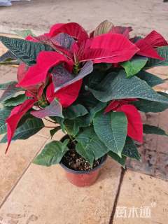 高度10厘米一品红