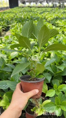 高度30厘米八仙花