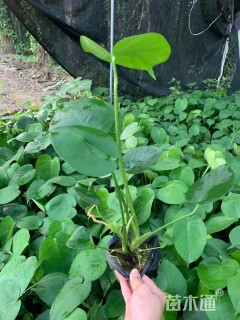 25厘米龟背竹