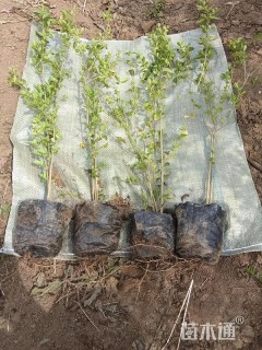 高度40厘米小叶女贞小苗