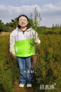 高度80厘米侧柏小苗