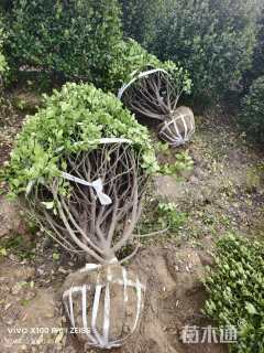 冠幅150厘米大叶黄杨球