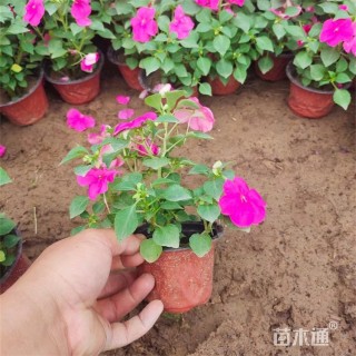 高度18厘米凤仙花