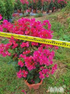 高度100厘米三角梅