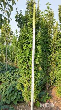 高度150厘米北海道黄杨柱