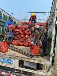 高度100厘米黄连木小苗