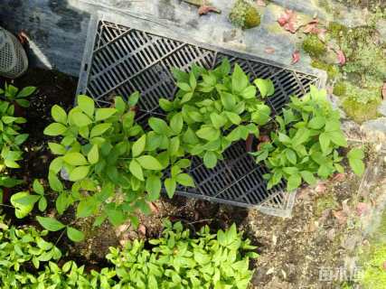 高度20厘米火焰南天竹