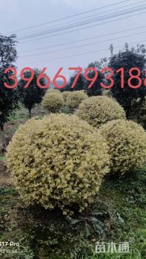 高度150厘米金姬水蜡球