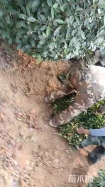 冠幅200厘米红叶石楠球