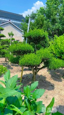 10公分造型黄杨