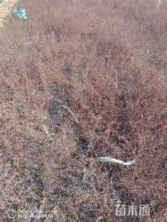 高度50厘米紫叶小檗