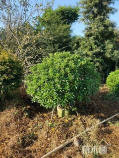高度100厘米非洲茉莉球