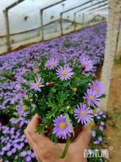 高度15厘米姬小菊