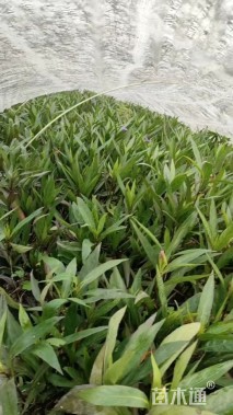 高度40厘米翠芦莉