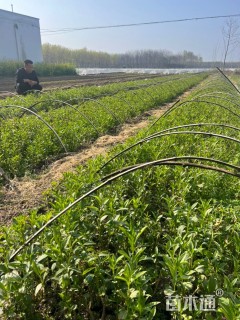 高度40厘米连翘