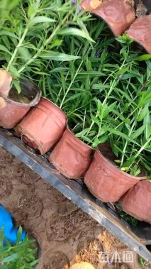 高度25厘米香彩雀