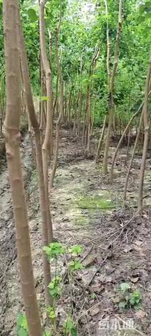 5公分乌桕