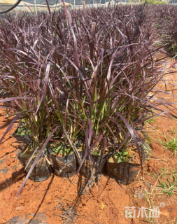 高度30厘米紫叶狼尾草