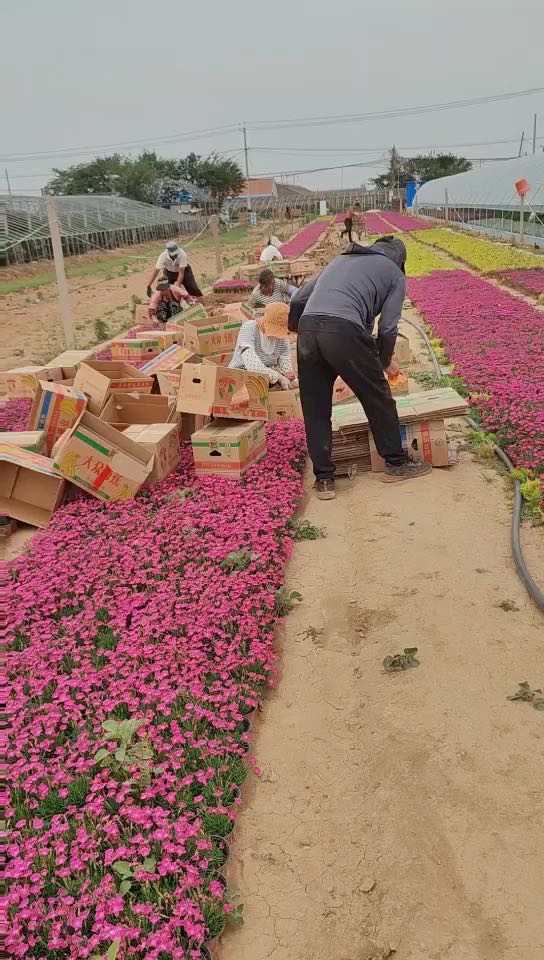 高度20厘米羽衣甘蓝