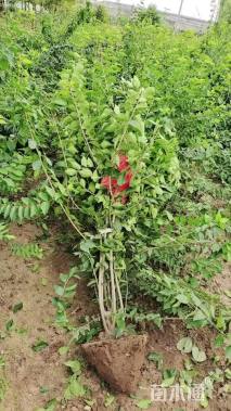 高度120厘米金银木