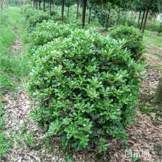 冠幅180厘米海桐球