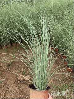 高度130厘米细叶芒