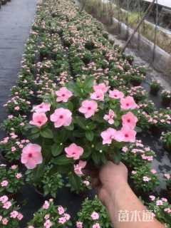 高度15厘米长春花