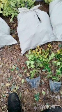 高度30厘米金森女贞