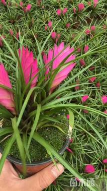 高度25厘米凤梨