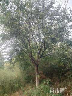 20公分朴树