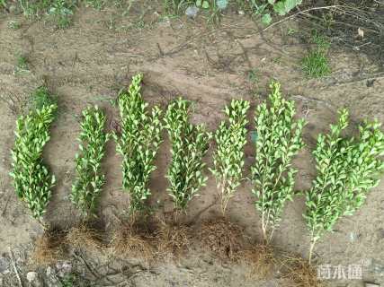 高度40厘米瓜子黄杨