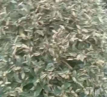 高度120厘米胡颓子