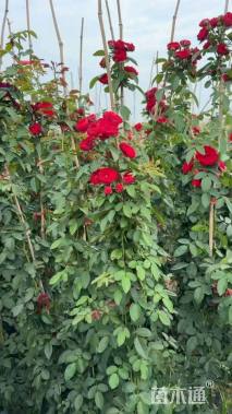 高度50厘米月季