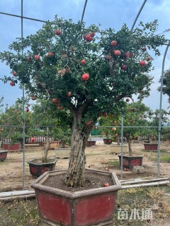 高度400厘米果石榴