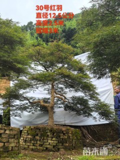 高度250厘米羽毛枫