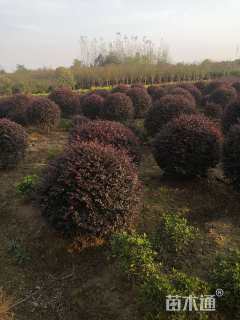 冠幅100厘米红花继木球