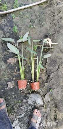 高度60厘米再力花